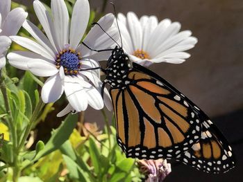 Close-up of butterfly pollinating on purple flower