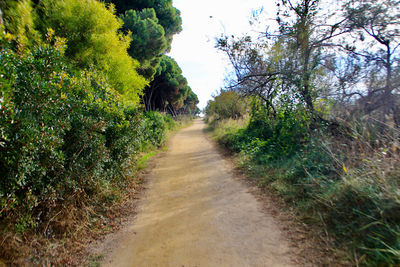 Dirt road along plants and trees