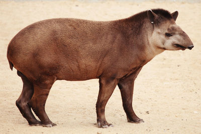 Side view of horse on field