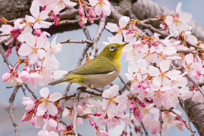 Low angle view of cherry blossoms