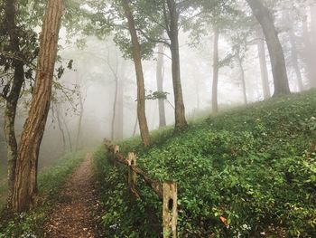 Trees in forest