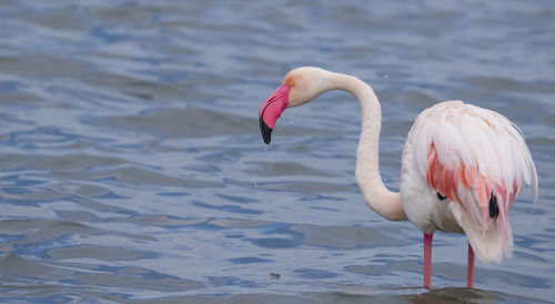 Flamingos in a lake