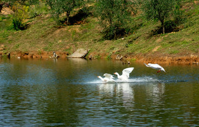 Swans in a lake