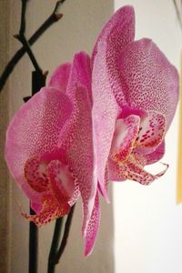 Close-up of pink flowers