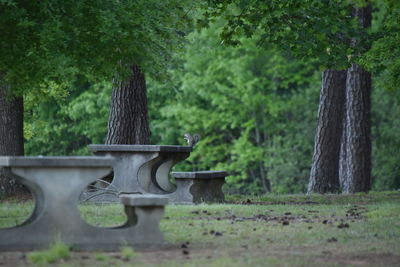 Wooden structure on field in park