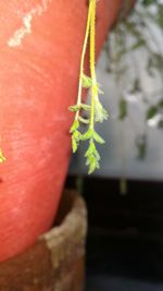 Close-up of potted plant against wall