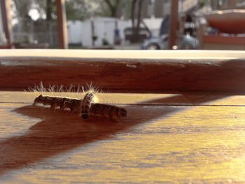 Close-up of caterpillar on wooden table 