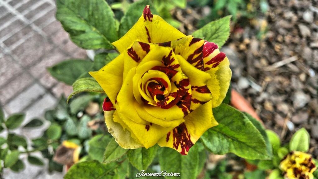 CLOSE-UP OF YELLOW ROSE