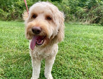 Close-up of dog on grassy field