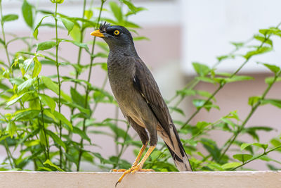 Close-up of bird perching on branch