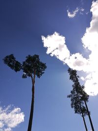 Low angle view of trees against blue sky