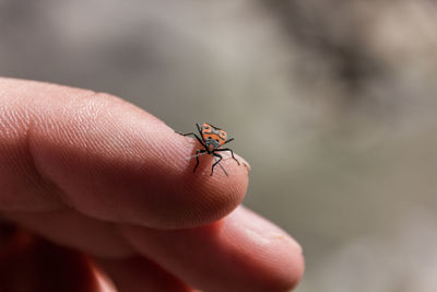 Close-up of insect on hand