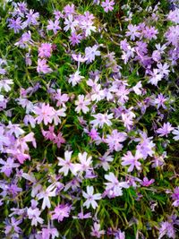 High angle view of flowers blooming outdoors