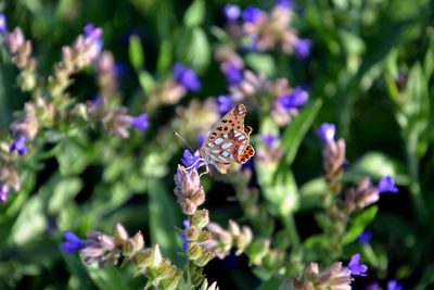 Close-up of butterfly pollinating on purple flower