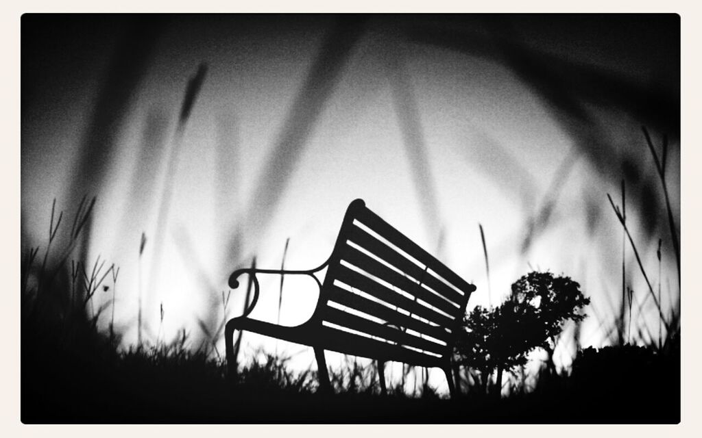 transfer print, auto post production filter, tree, absence, tranquility, empty, sky, nature, silhouette, bench, tranquil scene, outdoors, no people, beauty in nature, day, dusk, growth, scenics, plant, grass