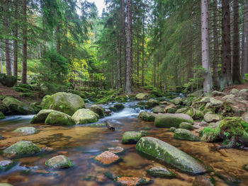 Stream flowing through rocks in forest