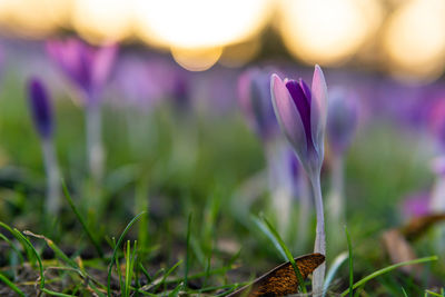 Close-up of purple crocus flowers on field