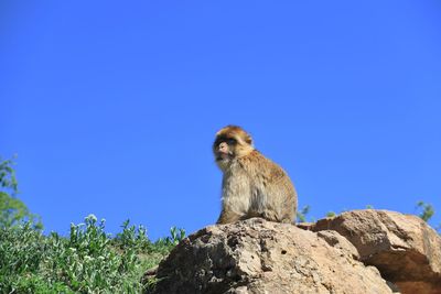 Low angle view of animal sitting on rock against blue sky