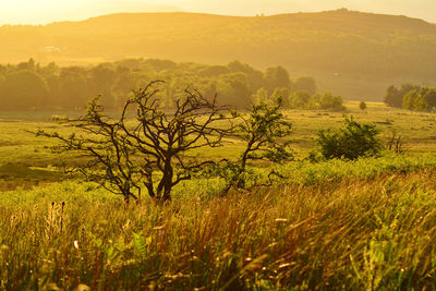 Scenic view of field against sky during sunset