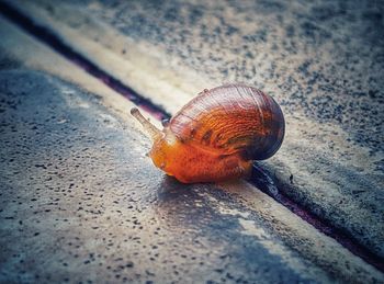 Close-up of snail