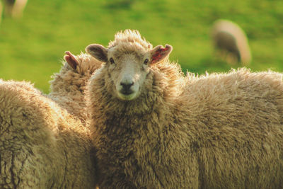 Close-up portrait of sheep on field