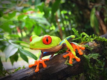 Close-up of orange animal