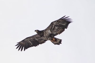 Low angle view of eagle flying against clear sky