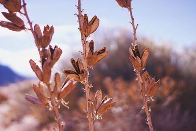 Close-up of flowering plant against sky