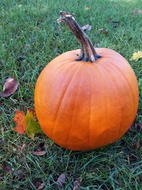 Close-up of pumpkin on field