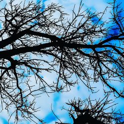 Low angle view of bare tree against blue sky