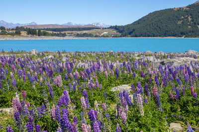 Scenic view of flowering plants on field