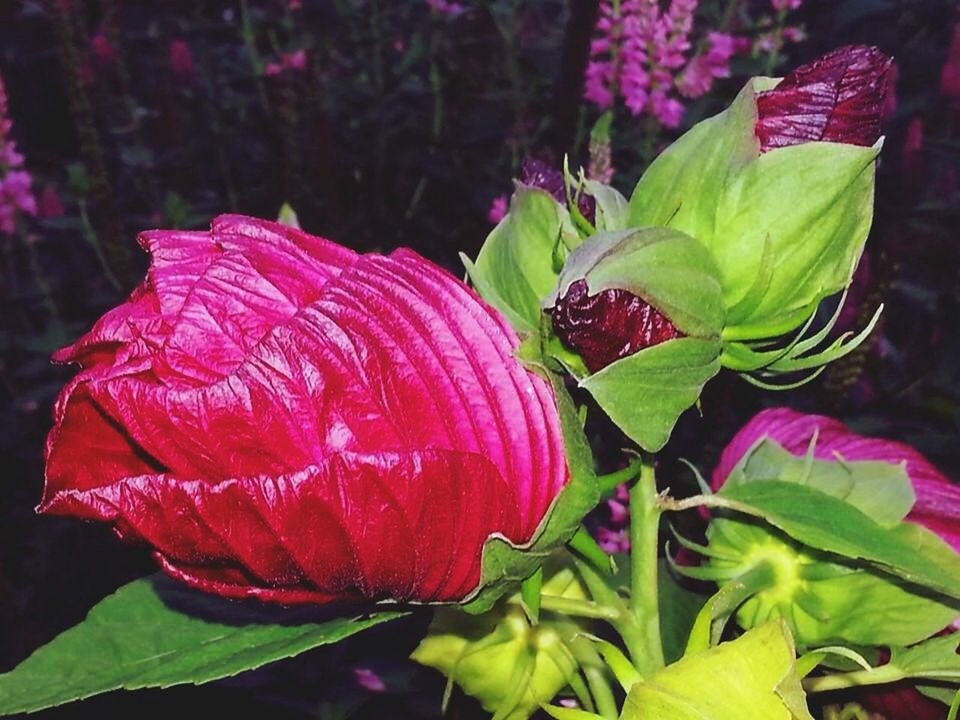 flower, freshness, petal, growth, leaf, fragility, flower head, beauty in nature, red, plant, close-up, focus on foreground, nature, pink color, green color, blooming, bud, stem, park - man made space, day