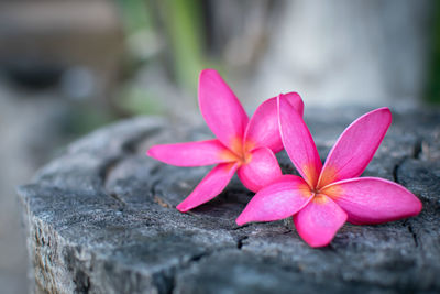 Close-up of pink frangipani on rock