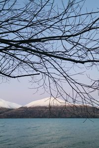 Bare trees in calm sea