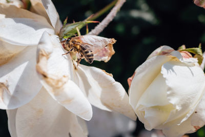 Close-up of insect on white flower