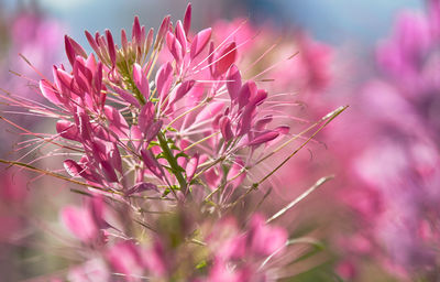 Close-up of pink flowering plant