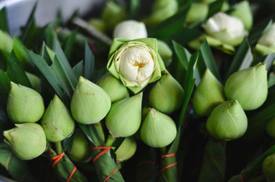 High angle view of white flowering plants