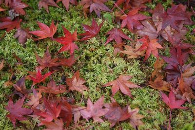 Maple leaves on branch