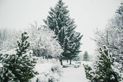 Close-up of snow covered trees against clear sky