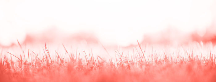 Close-up of pink flowers on field against sky