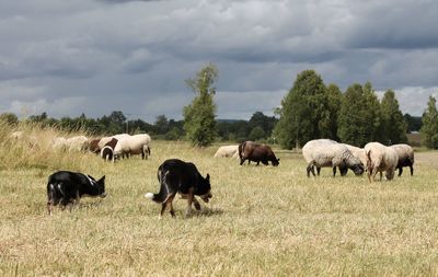 Sheep grazing in a field