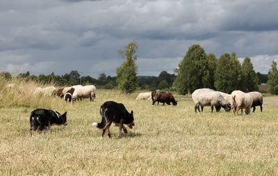 Two sheepdogs working while sheep grazing in a field