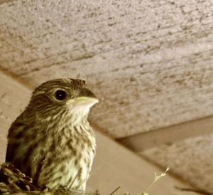 Close-up of bird