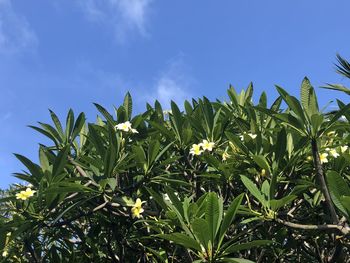 Low angle view of flowering plants against blue sky