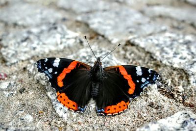 Close-up of butterfly