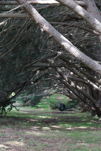 View of an animal on field