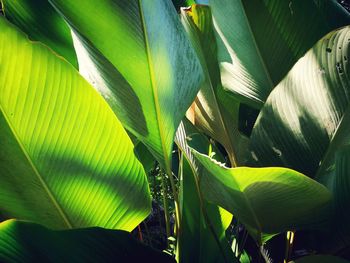 Close-up of fresh green leaves