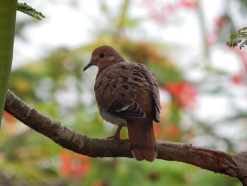 Close-up of bird perching on branch