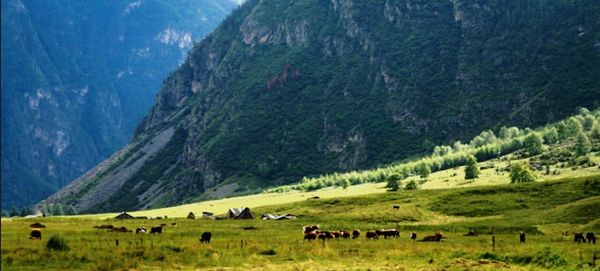 Sheep grazing on grassy field