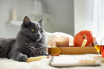Cozy autumn home atmosphere. a gray cat lies next to candles, a pumpkin and a kettle of hot tea.